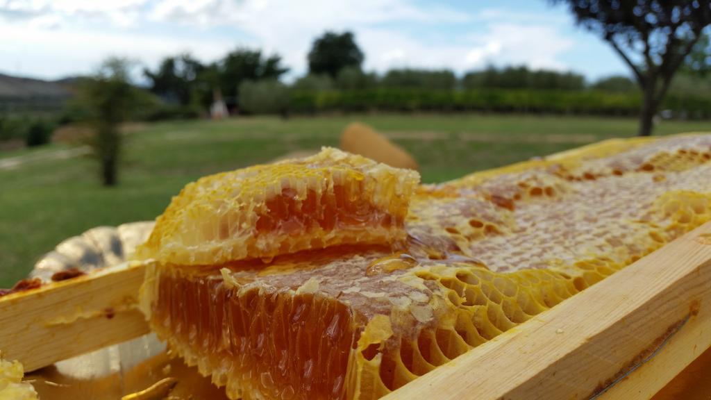 I Sicomori - Seme Di Carota - Glamping E Appartamenti Con Piscina A Saturnia Exteriör bild