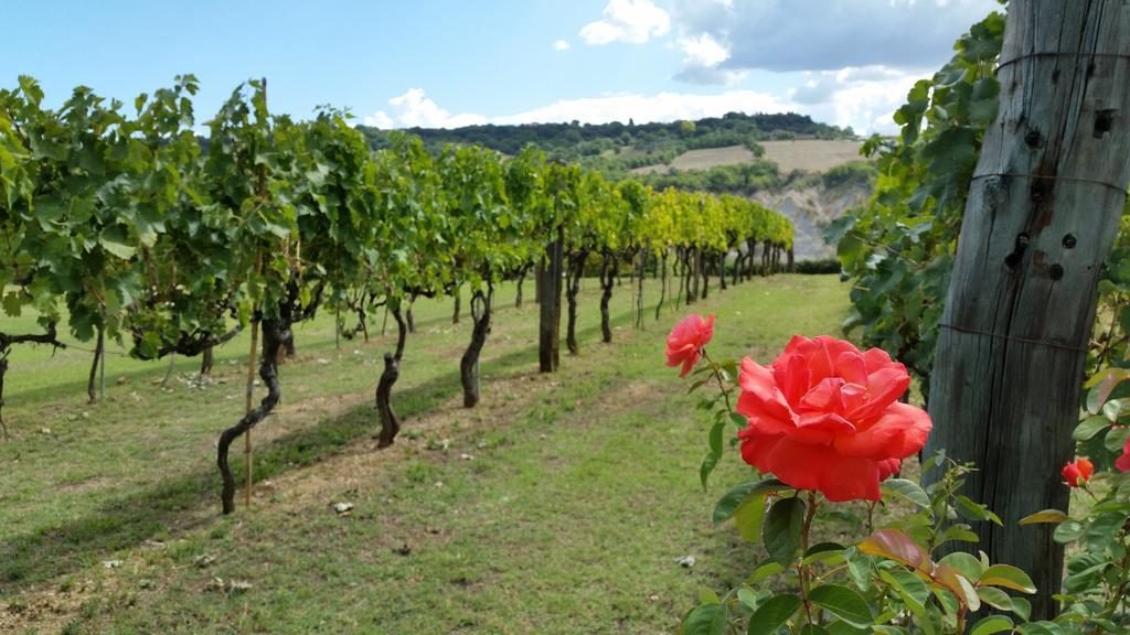 I Sicomori - Seme Di Carota - Glamping E Appartamenti Con Piscina A Saturnia Exteriör bild
